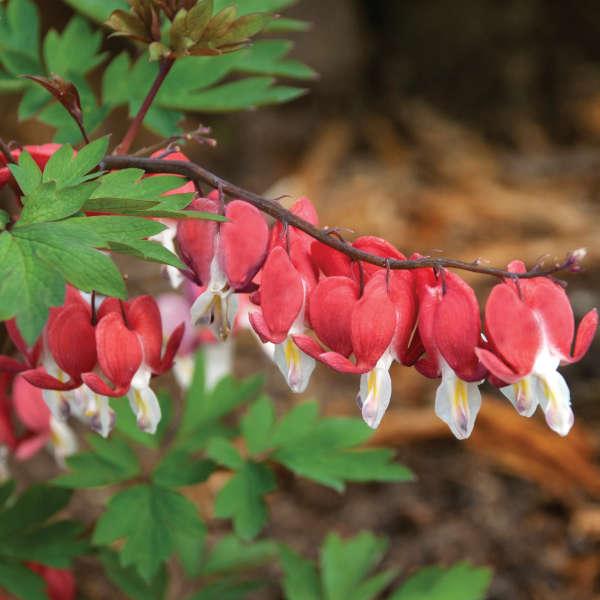 Dicentra Spectabilis 