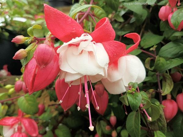 Fuchsia Magellanica 