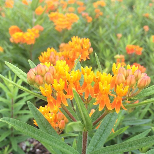 Asclepias Tuberosa 