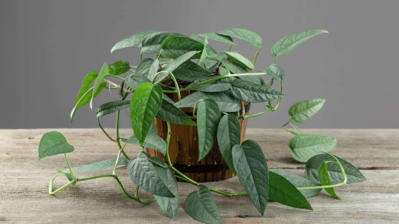 Epipremmum Aureum Pothos