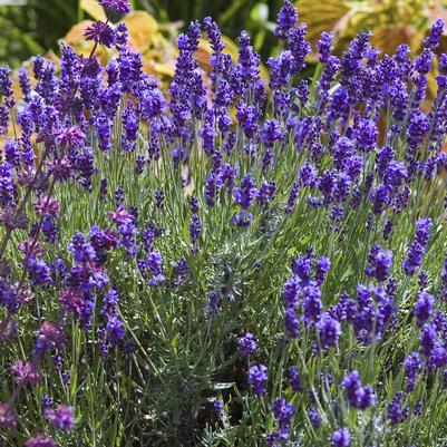 Lavandula angustifolia Hidcote