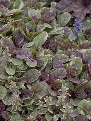 Ajuga Reptans Burgundy Glow