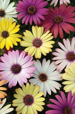 Osteospermum 