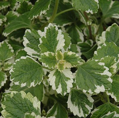 Plectranthus Verticillatus 