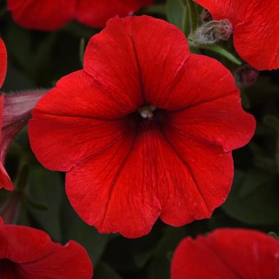 Petunia Trailing 