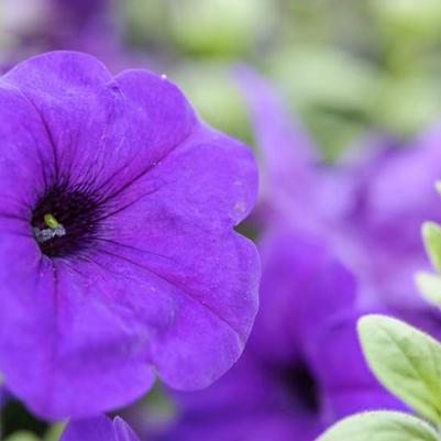 Petunia Trailing 