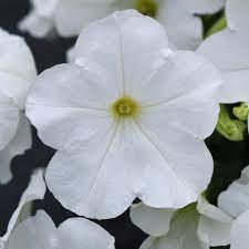 Petunia Trailing 