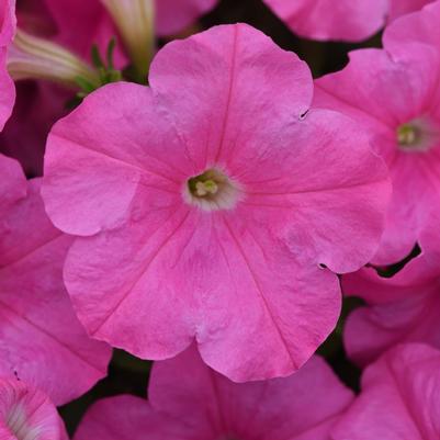 Petunia Trailing 