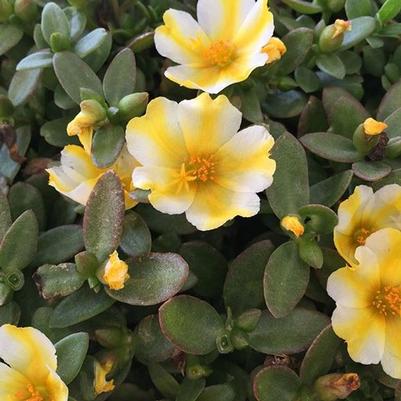 Portulaca Oleracea 