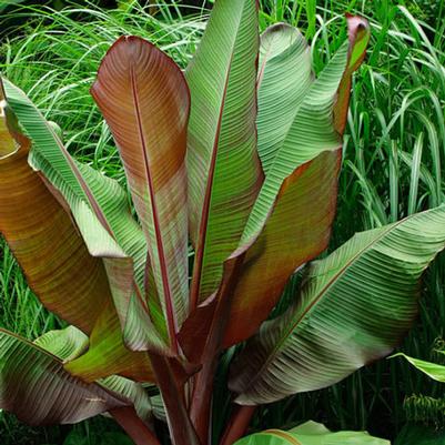 Musa Acuminata Red Dacca