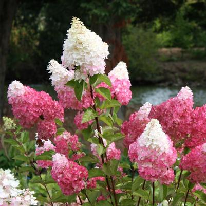 Hydrangea Paniculata Vanilla Strawberry