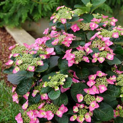 Hydrangea Serrata Tough Stuff