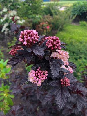 Physocarpus Opufolius Panther