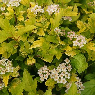 Physocarpus Opufolius Tiny Wine Gold