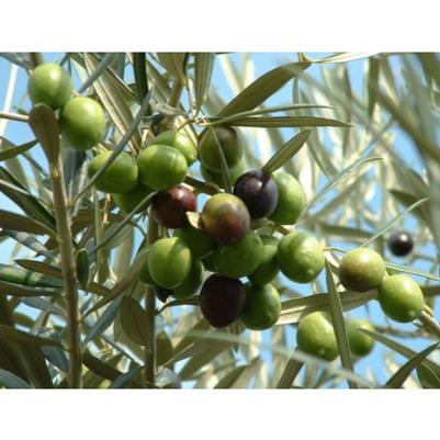 Olive Tree 