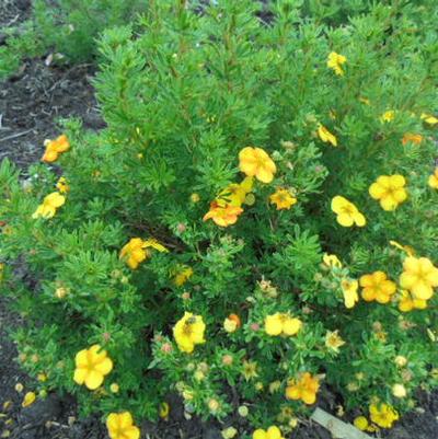 Potentilla Fruticosa Bella Sol