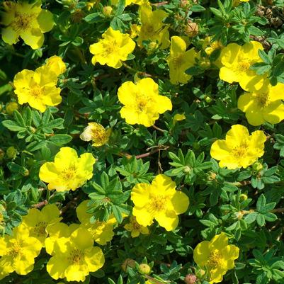 Potentilla Fruticosa Goldstar