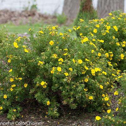 Potentilla Fruticosa Happy Face