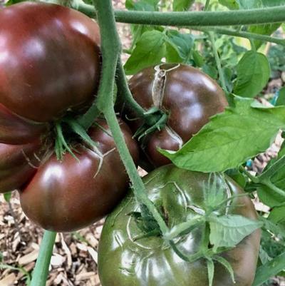 Tomato Cherokee Purple Indeterminate 