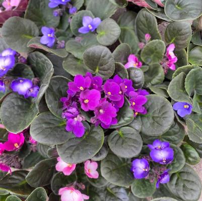 African Violet 