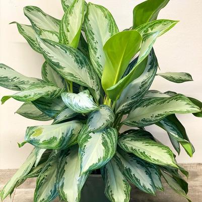 Aglaonema Silver Bay