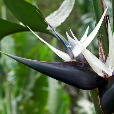 Bird of Paradise 