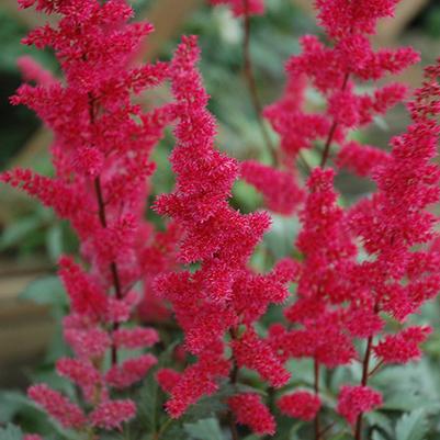 Astilbe Arendsii Fanal