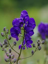 Aconitum Henryi Sparks