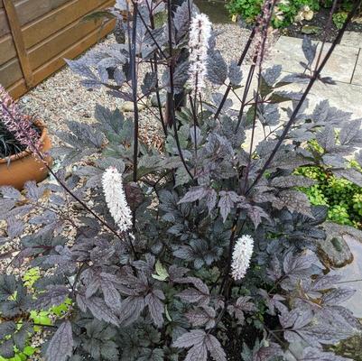 Actaea Racemosa 