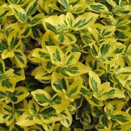 Euonymus Fortunei Canadale Gold