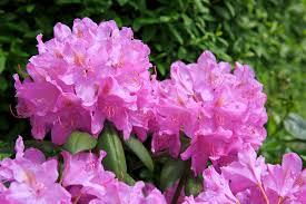 Rhododendron MinnetToka 
