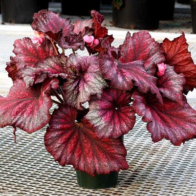 BEGONIA REX 