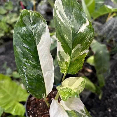 EPIPREMNUM LECHERIANA (RARE) VARIGATED MONSTERA 