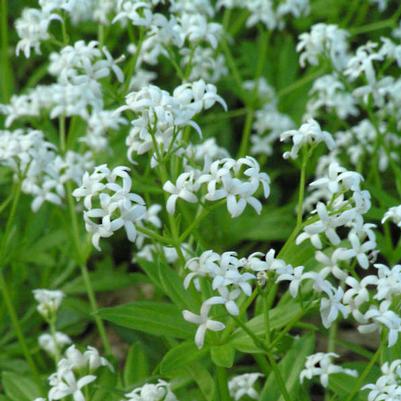Galium Odoratum 