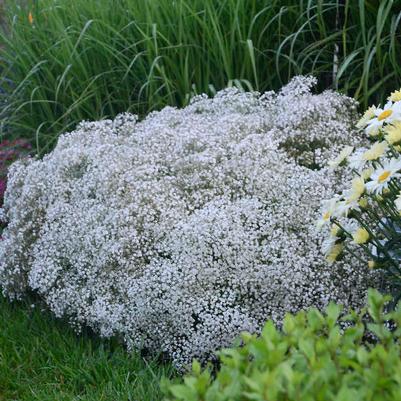 Gypsophila Summer Sparkle 