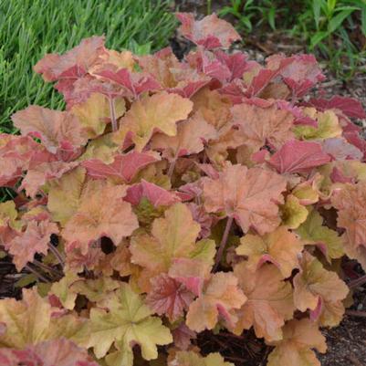 Heuchera Caramel 