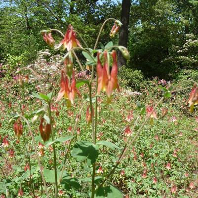 Aquilegia Canadensis Native