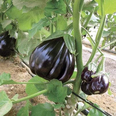 Aubergine Black Beauty 