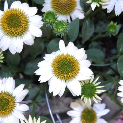 Echinacea Purperea Pow Wow White