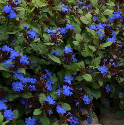 Ceratostigma Plumbaginoides 