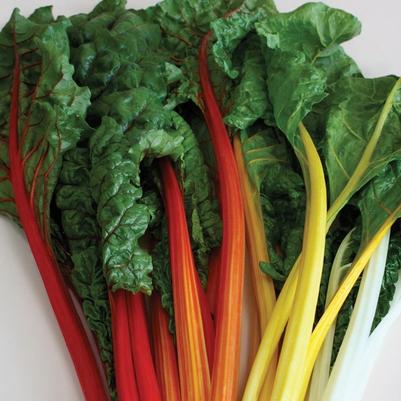 Swiss Chard 