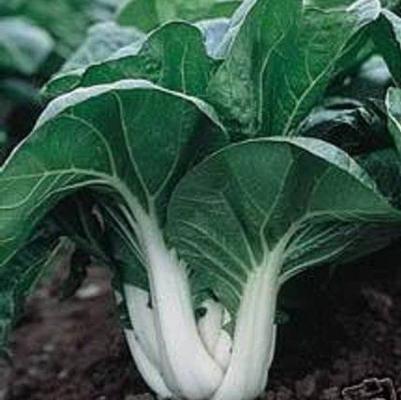 Bok Choy 