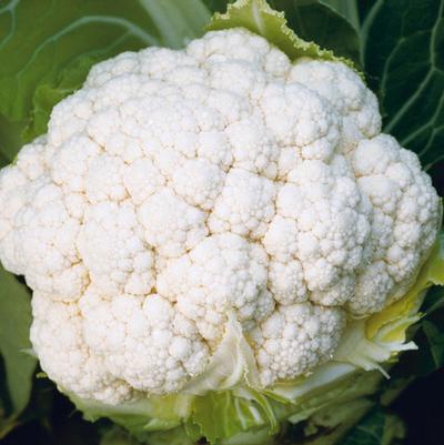 Cauliflower 