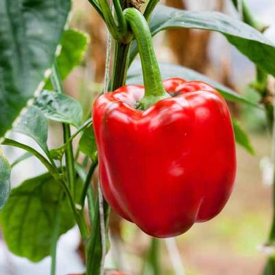 Sweet Red Bell Pepper 