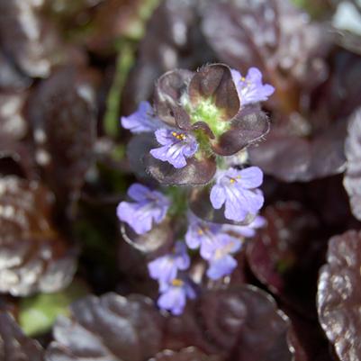 Ajuga Reptans Black Scallop