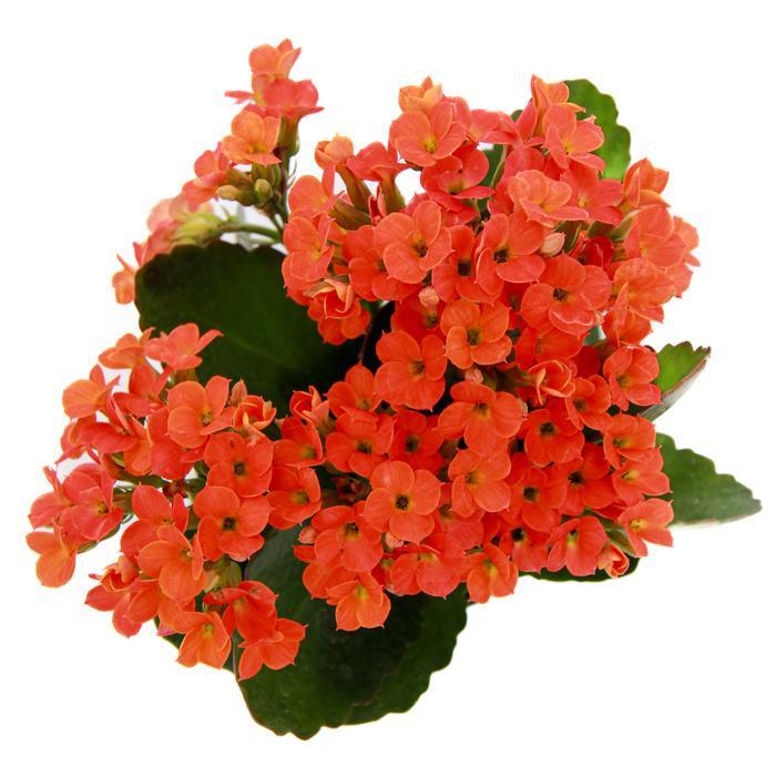 Potted Kalanchoe