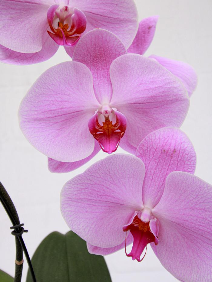 Potted Orchid