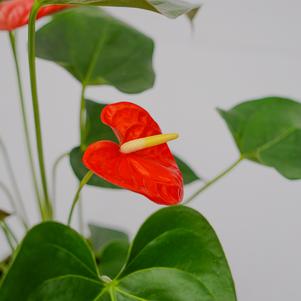 Potted Heart