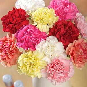 Carnations 