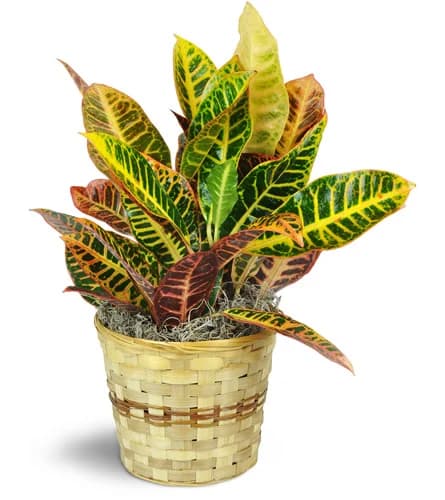 Croton Plant — Standard